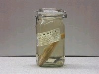 藏品(正笛鯛)的圖片